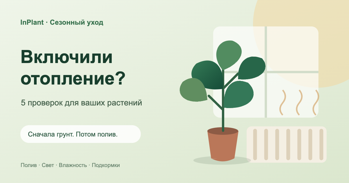 Включили отопление: как изменить уход за комнатными растениями